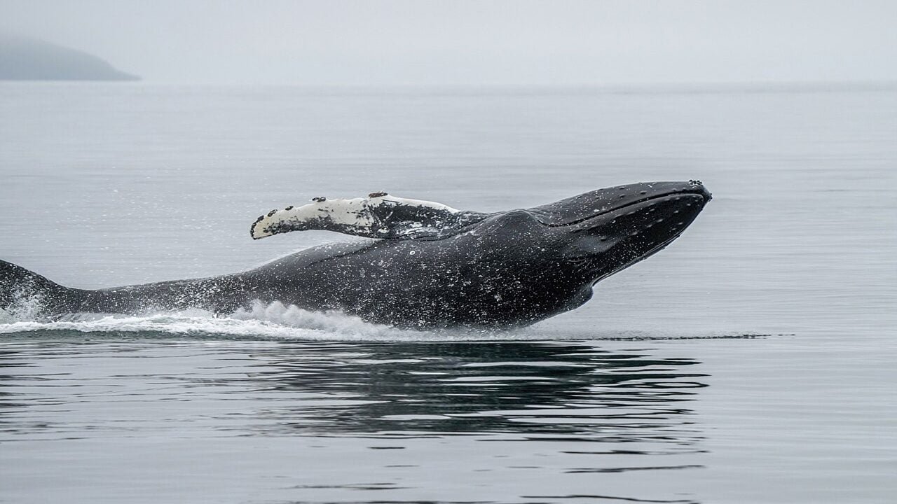 Hyperliquid Whale Holds 81% Short Book and $2.7M Profit as HYPE Bet Pays off